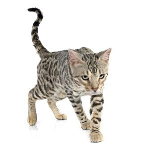 ESA CATS FLORIDA