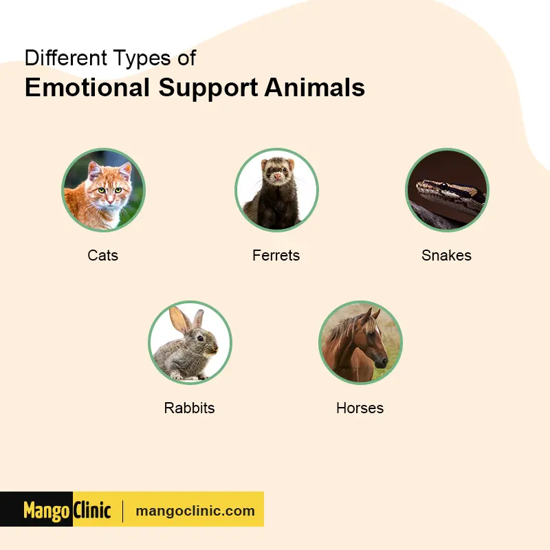 What Kind of Animals Can be Emotional Support Animals?