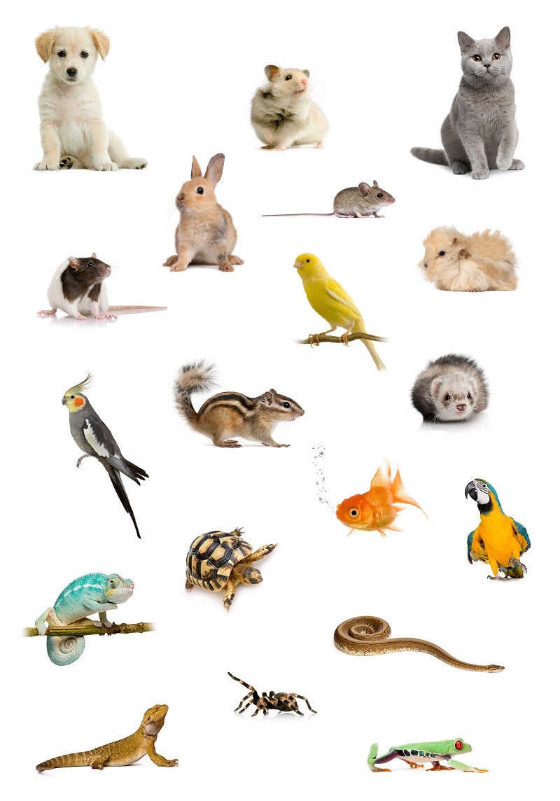 types of pet animals