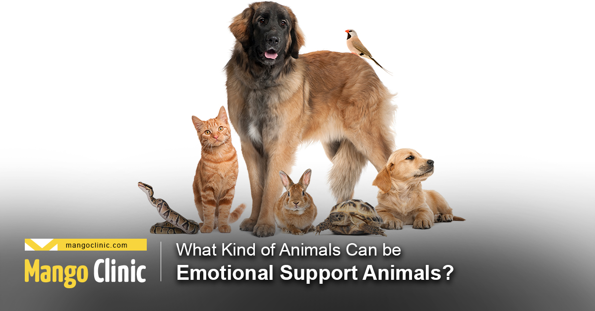 When 'emotional support animals' offer all the comfort of chicken