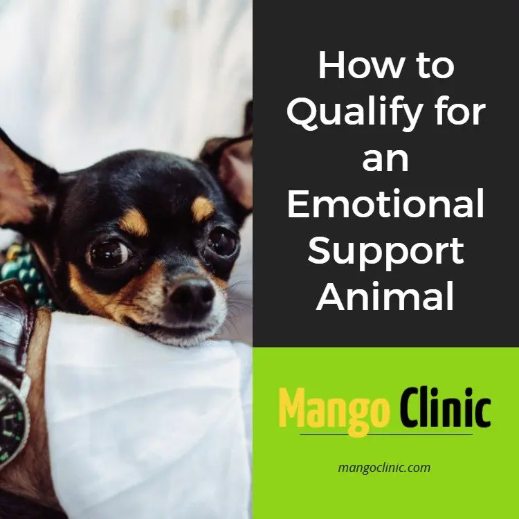 Emotional Support Animal What Do I Need To Qualify Mango Clinic