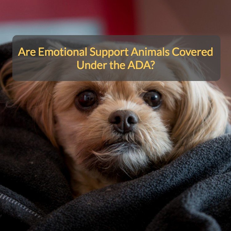 are-emotional-support-animals-covered-under-the-ada-mango-clinic