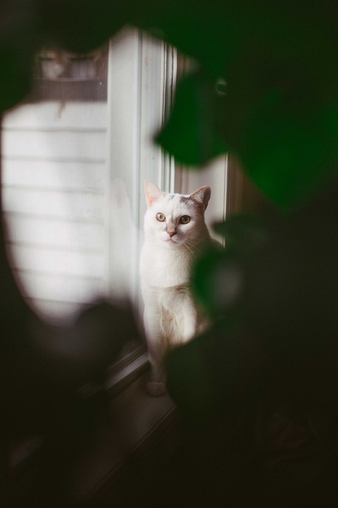 Emotional Support Animal Letter In Missouri U00b7 Mango Clinic