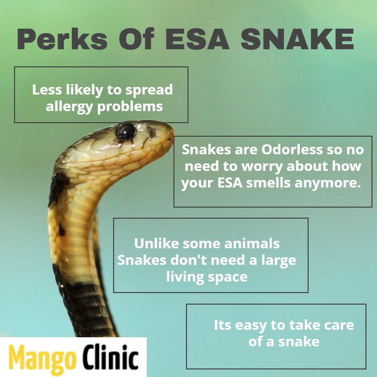 Emotional Suppport Animal Snake Benefits