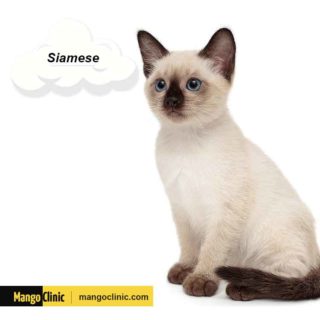 Top 5 Emotional Support Best Cats Breeds – Mango Clinic