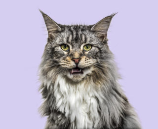 Maine Coon ESA Cat