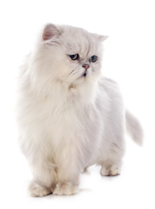 Persian ESA Cat