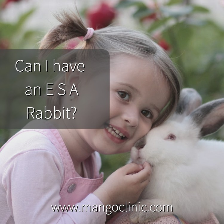 Emotional-Support-Animal-Rabbit.jpg