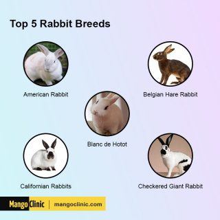 Top 10 Emotional Support Animals: ESA Rabbit – Mango Clinic