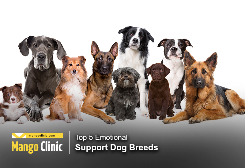 Emotional support dog store in medical office