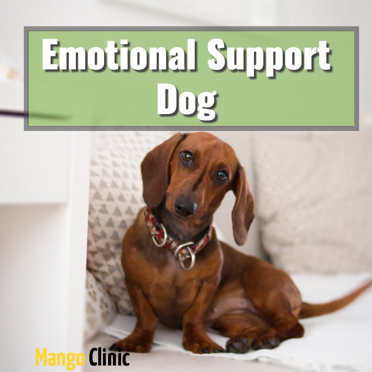 emotional support dog breeds
