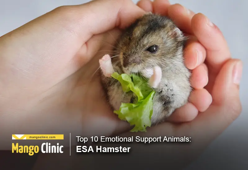 Hamster providing emotional support