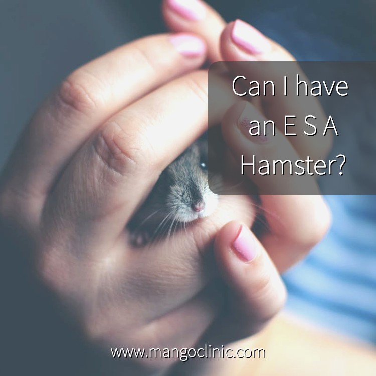 Emotional-Support-Animal-Hamster.jpg