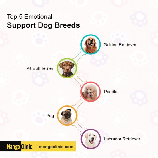 Top 5 Emotional Support Dog Breeds – Mango Clinic