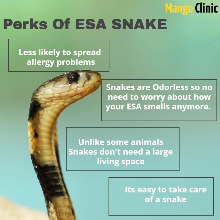 Emotional Suppport Animal Snake Benefits