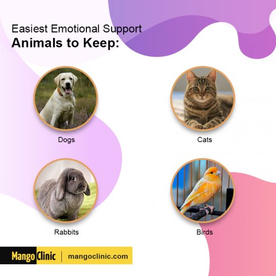 3 Common Conflicts over Emotional Support Animals – Mango Clinic