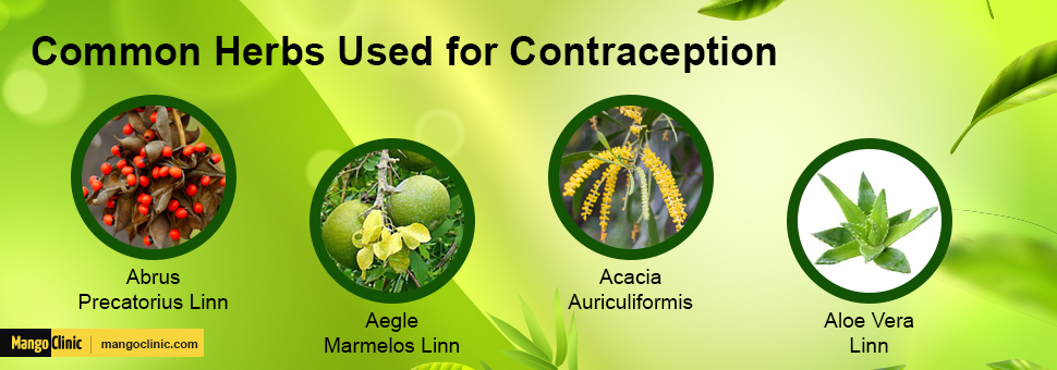 Common Herbs Used for Contraception