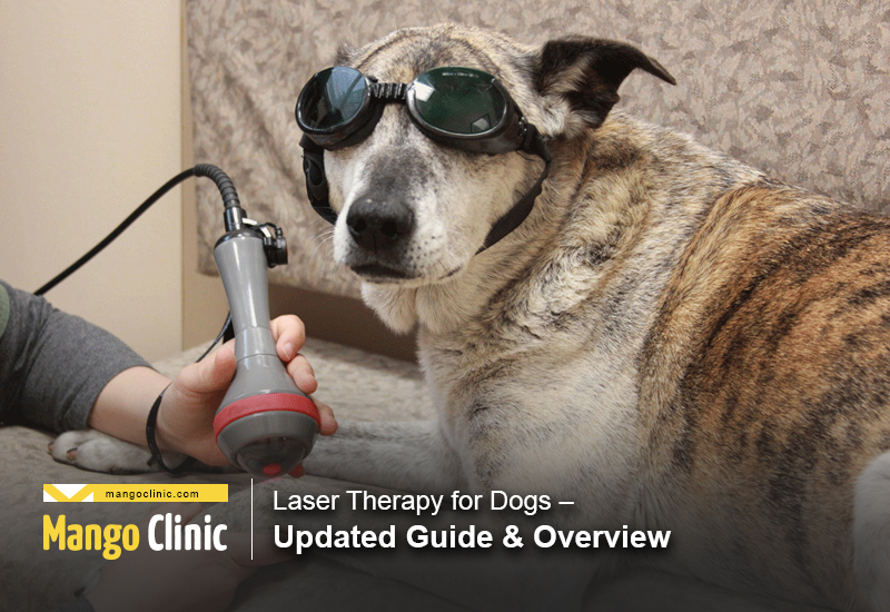 how do dogs see lasers